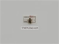 藏品(長毛長腳金龜)的圖片